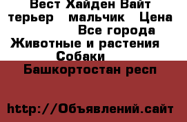 Вест Хайден Вайт терьер - мальчик › Цена ­ 35 000 - Все города Животные и растения » Собаки   . Башкортостан респ.